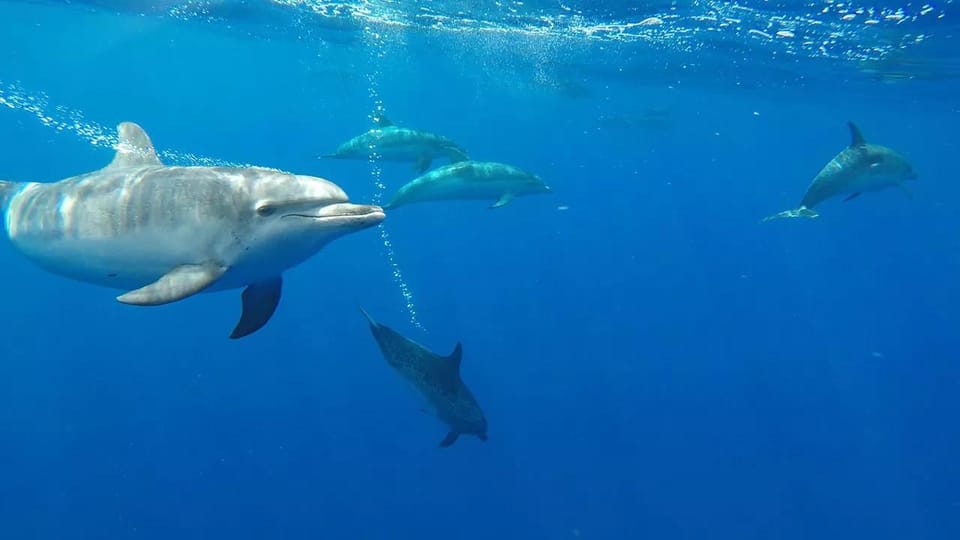 Funchal: Whale Watching and Swimming with Dolphins Cruise - Key Points