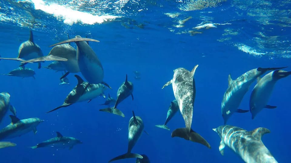 Funchal: Whale Watching and Swimming with Dolphins Cruise - Who This Tour Is Best For