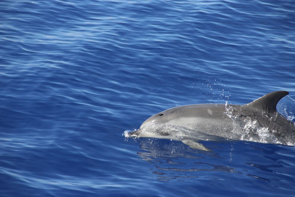 Funchal:Hop-On Hop-Off Bus & Whale & Dolphin Boat Excursion - Transportation and Stops