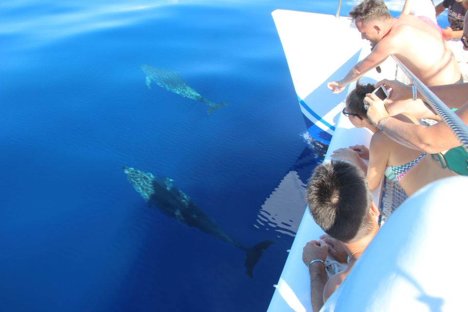 Funchal:Hop-On Hop-Off Bus & Whale & Dolphin Boat Excursion - Dolphin and Whale Watching