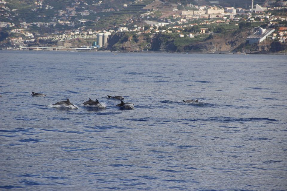 Funchal:Hop-On Hop-Off Bus & Whale & Dolphin Boat Excursion - Bordal Embroideries Factory