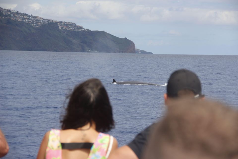 Funchal:Hop-On Hop-Off Bus & Whale & Dolphin Boat Excursion - Frequently Asked Questions