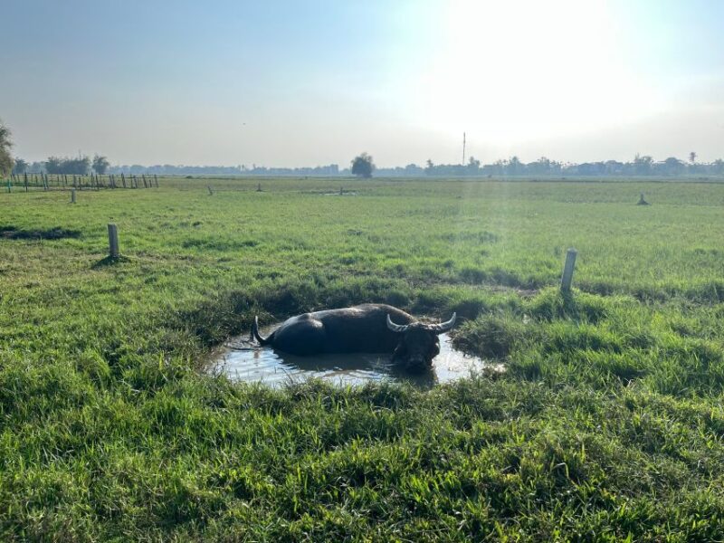 Funny Day Biking, Farming, Buffalo Riding and Basket Boat - Participant Information