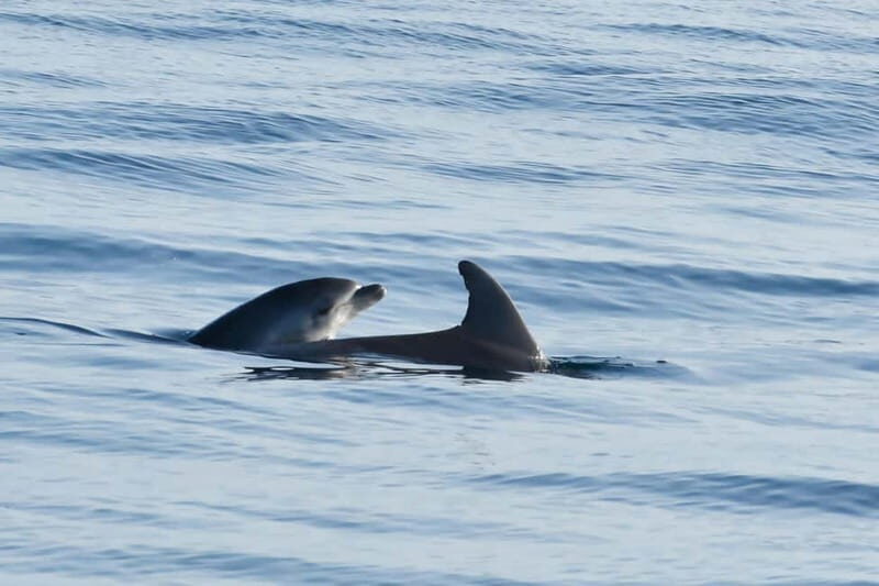 Funtana,Vrsar: Dolphin safari, drinks included - A Closer Look at the Dolphin Safari Experience