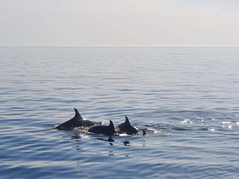 Funtana,Vrsar: Dolphin safari, drinks included - Practical Information