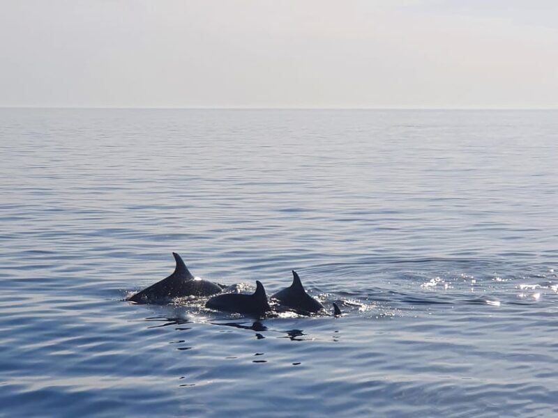 Funtana,Vrsar: Dolphin watching at sunset,drinks included - The Experience in Detail