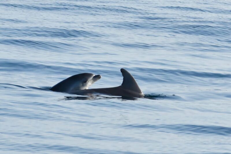 Funtana,Vrsar: Dolphin watching at sunset,drinks included - Who Will Love This Tour?