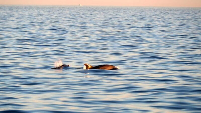 Funtana,Vrsar: Dolphin watching at sunset,drinks included - Final Thoughts