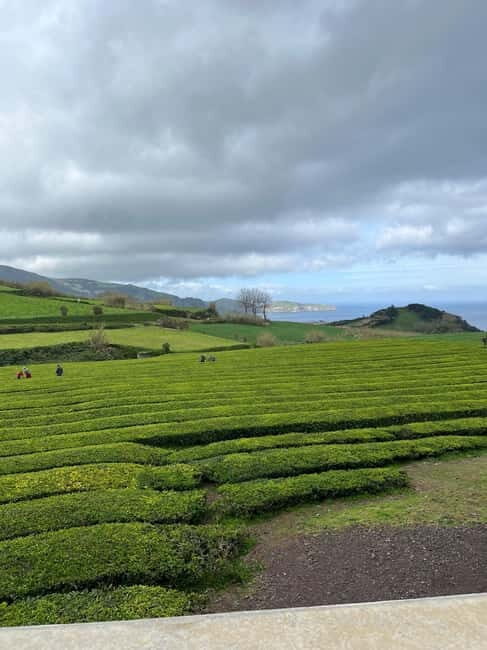 Furnas: Tea Plantation and Hot springs Tour - Visiting the European Tea Plantation