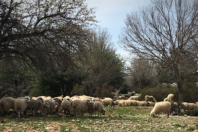 Fygou and Agia Irini Gorge Loop Half Day Hiking Tour - Participant Reviews and Experiences