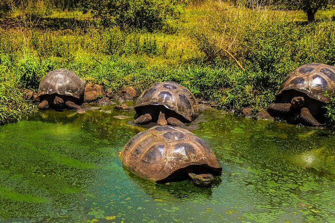 Galapagos By Land And Sea 4d-3n - Dietary Needs and Children
