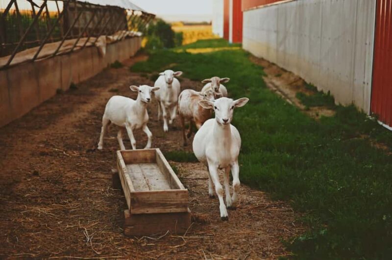 Galena Area: Berning Acres Family Dairy Farm Tour - FAQ
