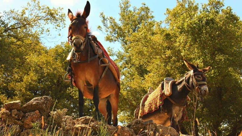 Galicica and Elsani: Macedonian evening with Lale Tours - Key Points