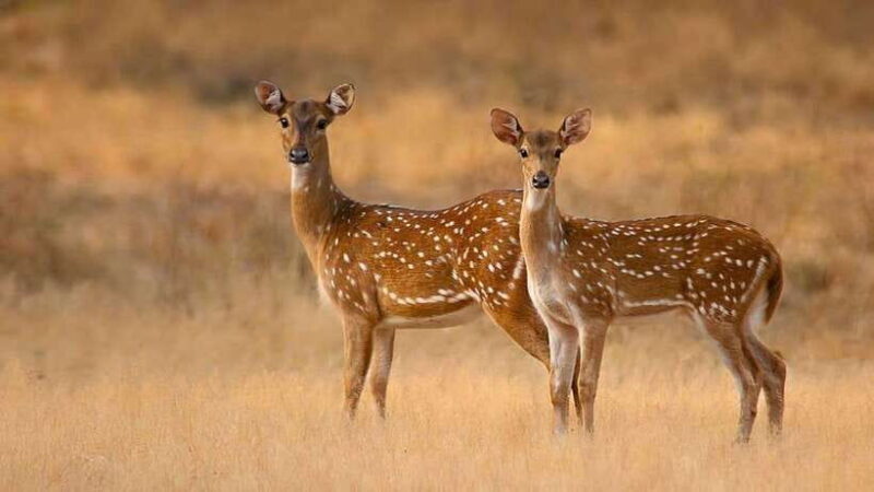 Galle/Hikkaduwa/Bentota/Kosgoda: Yala National Park Safari - Final Thoughts