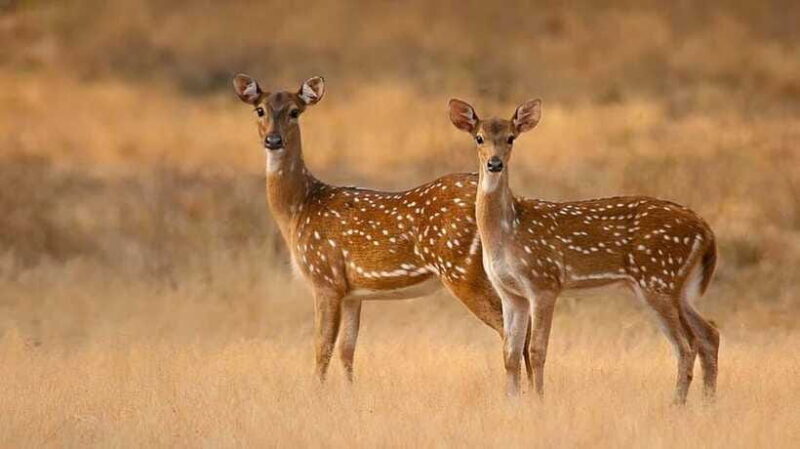 Galle/Hikkaduwa/Bentota/Kosgoda: Yala National Park Safari - Who Should Consider This Tour?