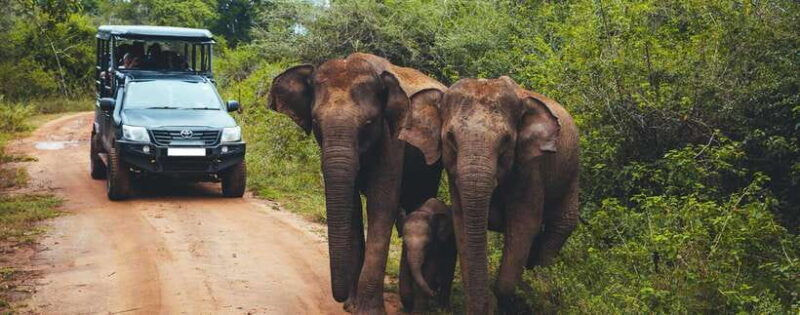 Galle/Mirissa/Hiriketiya: Drop to Ella & Udawalawa Safari - The Sum Up: Who Will Love This Tour?