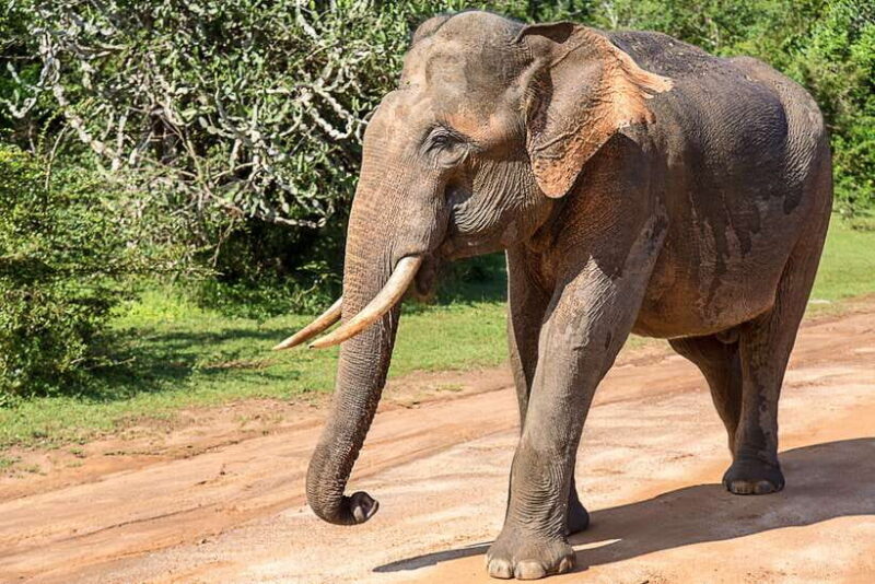 Galle/Mirissa/Tangalle: Transfer to Ella & Yala Safari - Key Points