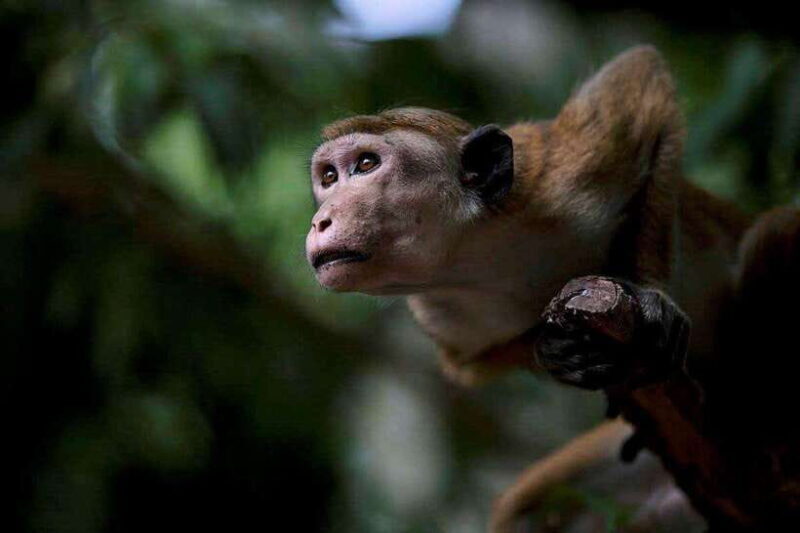 Galle or Mirissa: Private Yala Safari with Lunch at Campsite - FAQs