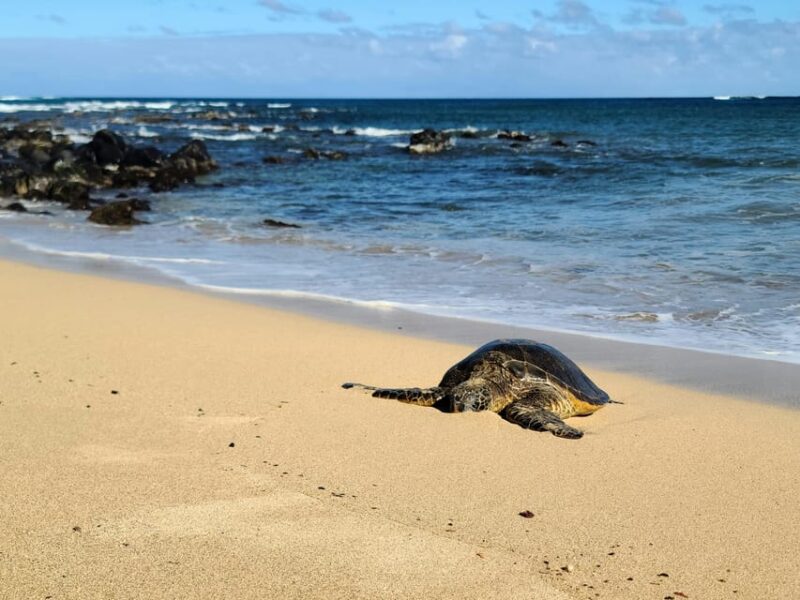 Galle Private Day Tours With Sea Turtle Visit & Boat Safari - Good To Know