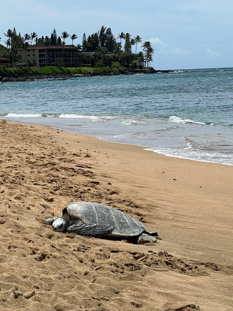 Galle Private Day Tours With Sea Turtle Visit & Boat Safari - Galle Fort Exploration