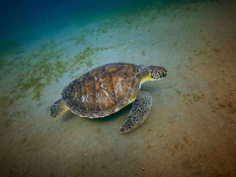 Galle Private Day Tours with Sea Turtles visit & Boat Safari - The Sum Up: A Well-Rounded Day for Curious Travelers