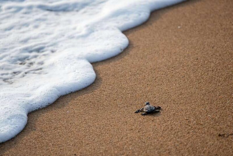 Galle Private Day Tours with Sea Turtles visit & Boat Safari - FAQ