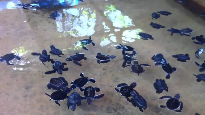 Galle Private Day Trip With River Safari & Stilt Fishermen - Additional Attractions