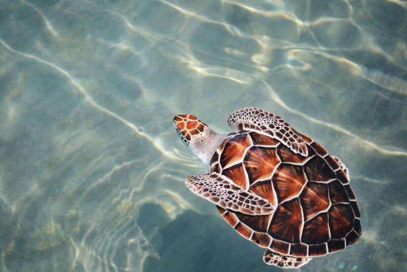 Galle Sea Turtles visit & Day Tour From: Hambantota Port - Key Points