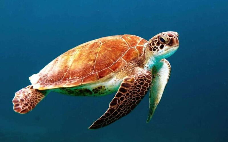 Galle Sea Turtles visit & Day Tour From: Hambantota Port - Unpacking the Experience: What You Can Expect