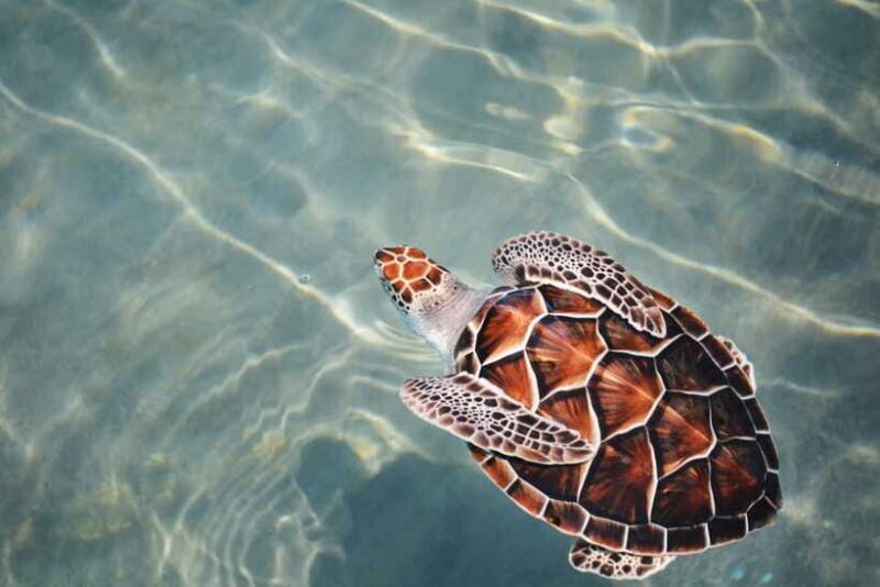 Galle Sea Turtles visit & Day Tour From: Hambantota Port - Final Thoughts: Is This Tour Right for You?