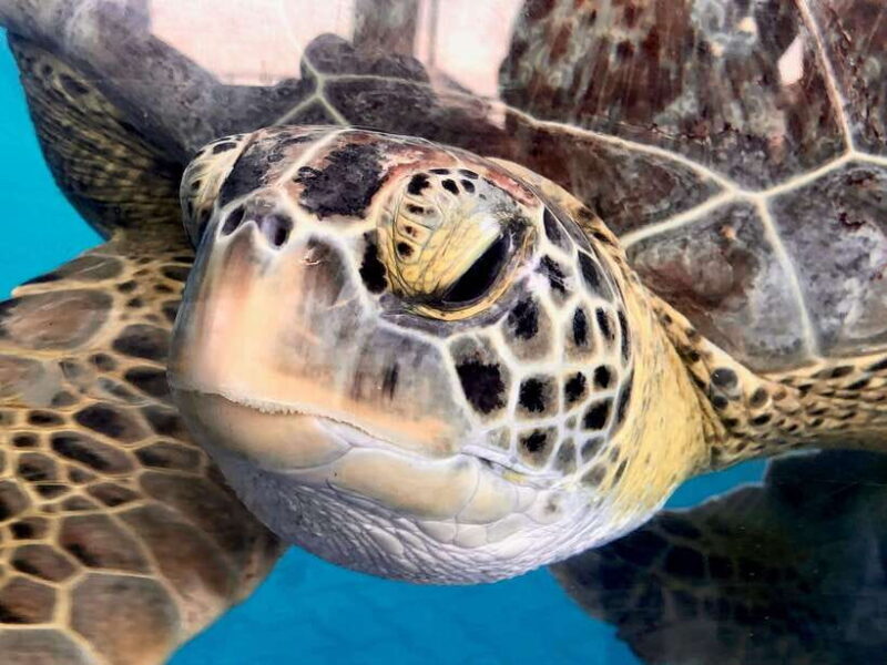 Galle Sea Turtles visit & Day Tour From: Hambantota Port - FAQ