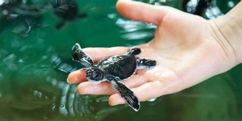 Galle Transfer Tour From Colombo/Negombo - Inclusions