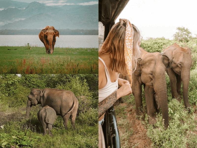 Galle/Weligama/Mirissa To Ella Via Udawalawa Elephant Safari - Important Information and Recommendations