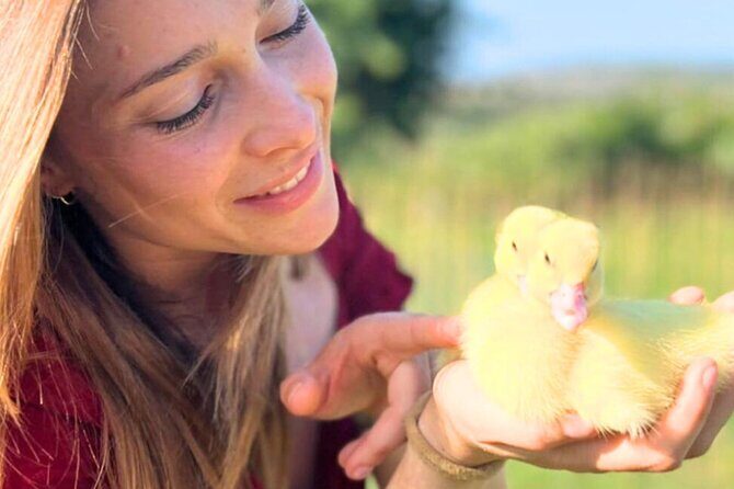 Gallura Picnic in the Farm with Animals - Key Points