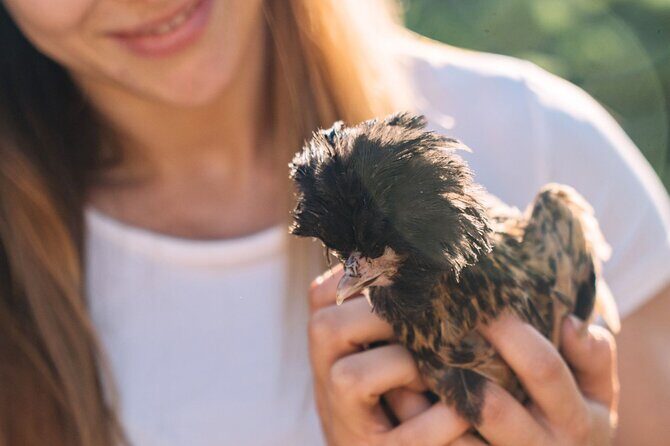 Gallura Picnic in the Farm with Animals - The Practical Side: Whats Included and Whats Not