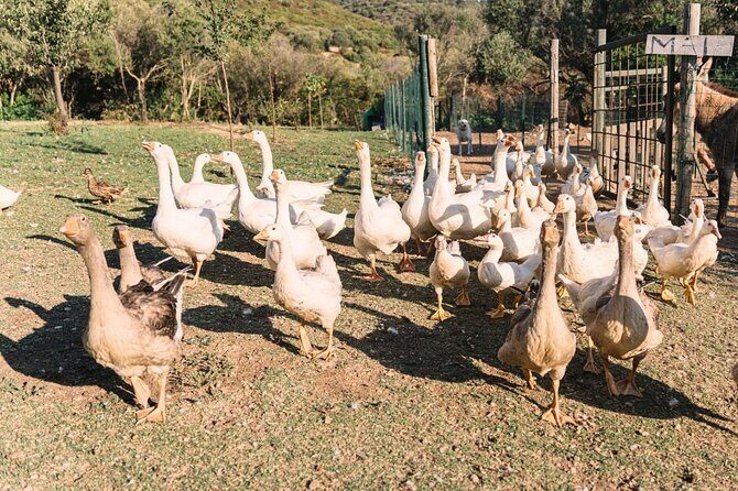 Gallura Picnic in the Farm with Animals - What Travelers Say