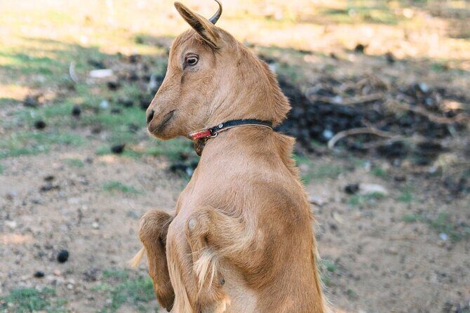 Gallura Picnic in the Farm with Animals - The Sum Up