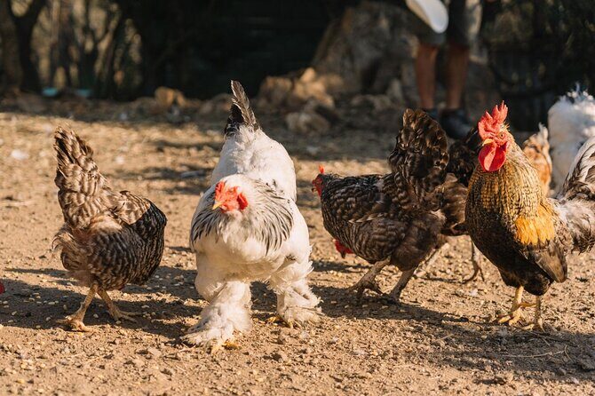 Gallura Picnic in the Farm with Animals - FAQ
