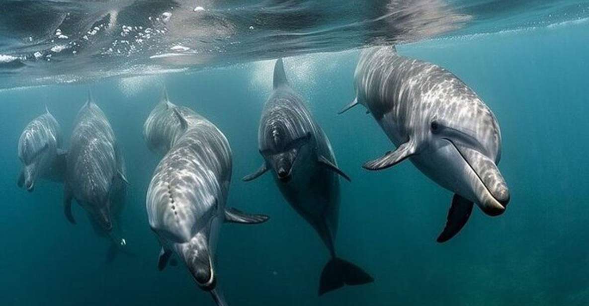 Galveston: Dolphin Watching Boat Tour in Galveston Bay - Inclusions and Meeting Point