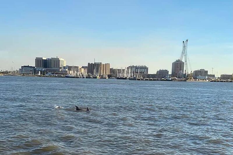 Galveston: Dolphin-Watching Cruise - What to Expect on the Dolphin-Watching Cruise