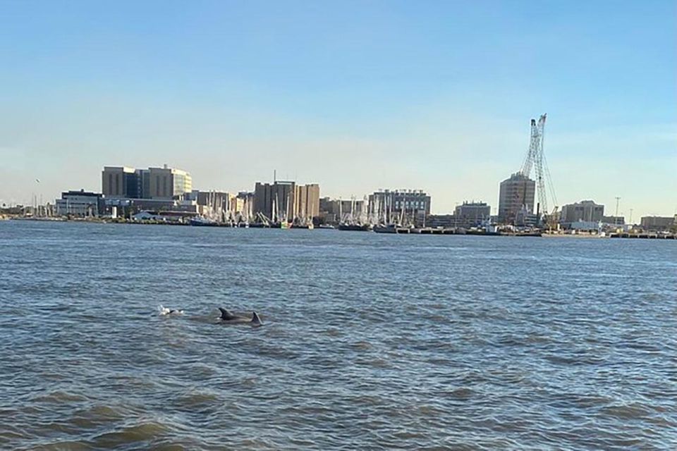 Galveston: Dolphin-Watching Cruise - Key Points