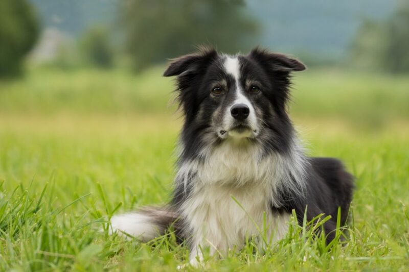 Galway: Connemara, Sheepdog Show and Medieval Castle Tour - Inclusions and Requirements