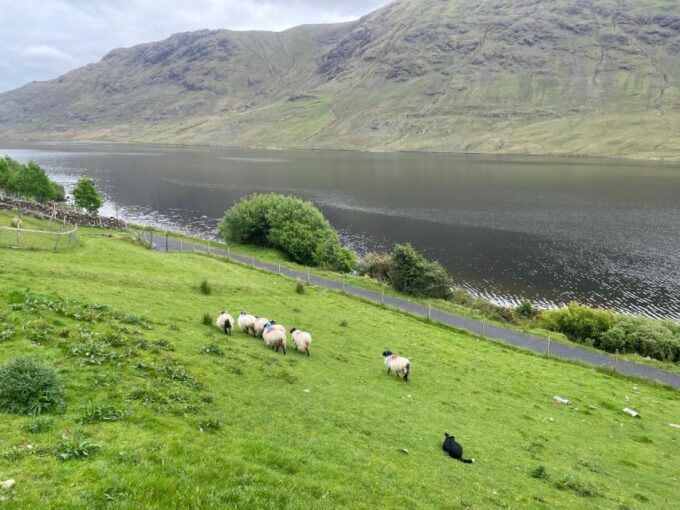 Galway: Connemara, Sheepdog Show and Medieval Castle Tour - Frequently Asked Questions