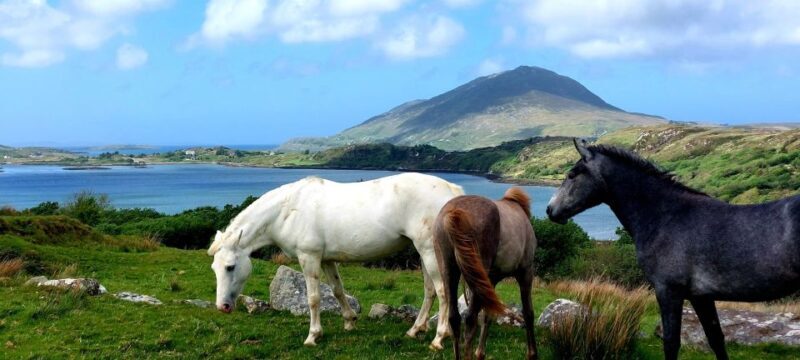 Galway: Kylemore, Sheep Farm and Connemara Private Day Tour - Exploring the Historic OFlaherty Stronghold