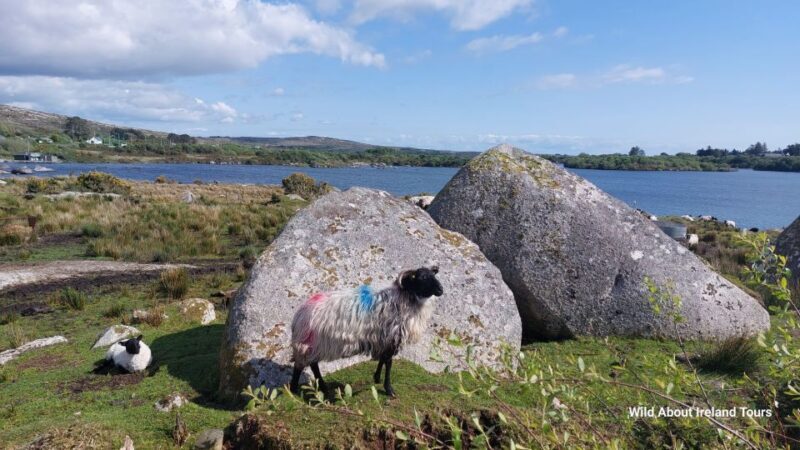 Galway: Kylemore, Sheep Farm and Connemara Private Day Tour - Why This Tour Offers Good Value