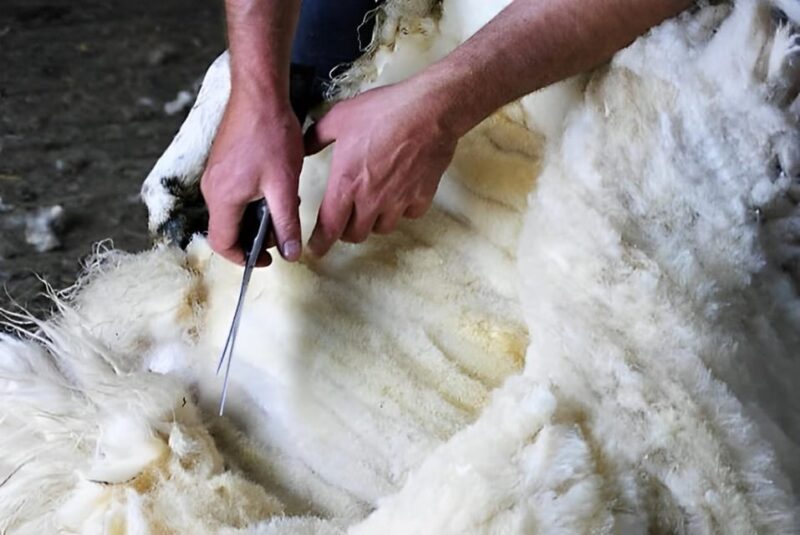 Galway: Working Sheep Farm Guided Visit With Herding Demo - Meeting Information