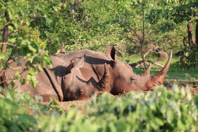 Game Drive in the Mosi Oa Tunya National Park - Livingstone - Diverse Wildlife Viewing