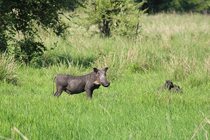 Game Drive in the Mosi Oa Tunya National Park - Livingstone - Complimentary Snacks and Beverages