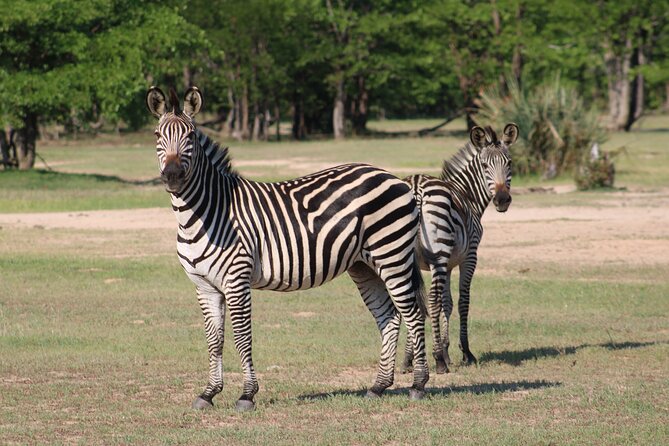 Game Drive in the Mosi Oa Tunya National Park - Livingstone - Maximum Group Size and Accessibility