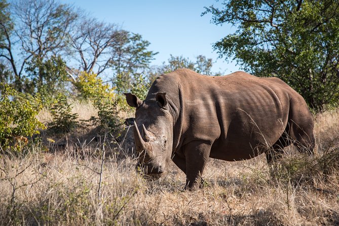 Game Drive in the Mosi Oa Tunya National Park - Livingstone - Positive Customer Feedback